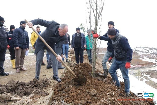 RİZE BELEDİYESİ BİNLERCE AĞACI TOPRAKLA BULUŞTURUYOR