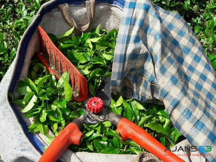 Çay kanunu teklifi REDDEDİLDİ!..